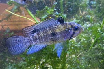 Apistogramma Norberti Balığı