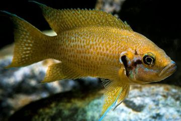 Neolamprologus Helianthus - Ayçiçeği Lamprologu Balığı