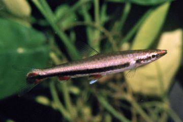 Nannostomus Harrisoni Balığı