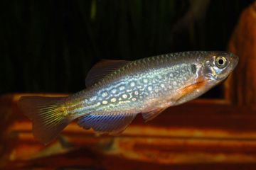Danio Dangila - Bıyıklı Danio Balığı