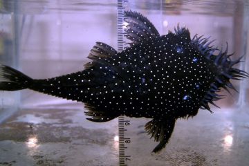 L255 - Ancistrus sp. Balığı