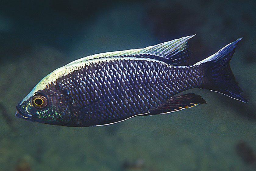 Copadichromis Ilesi Balığı