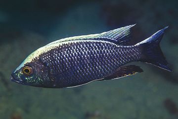 Copadichromis Ilesi Balığı