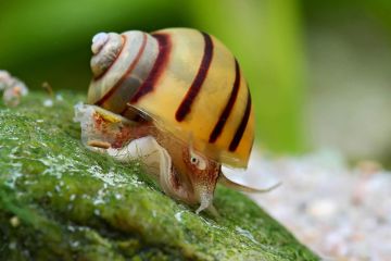 Asolene Spixi - Zebra Elma Salyangozu