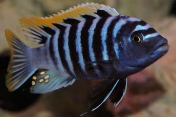 Cynotilapia Afra Balığı