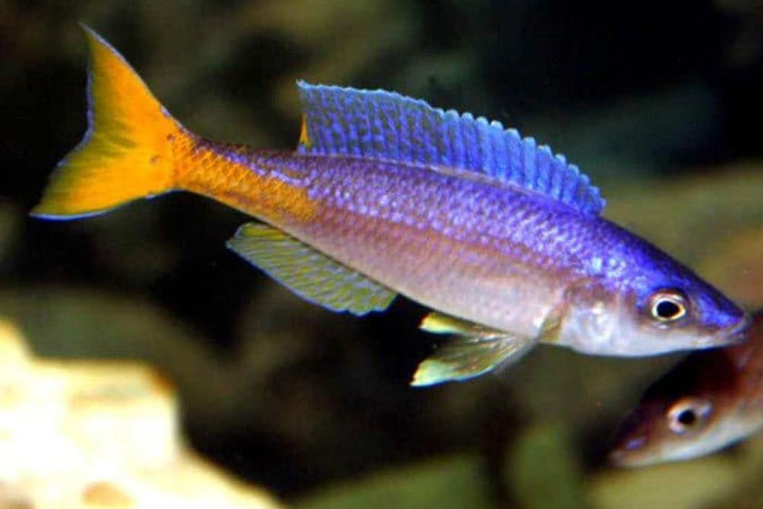 Cyprichromis Leptosoma Balığı