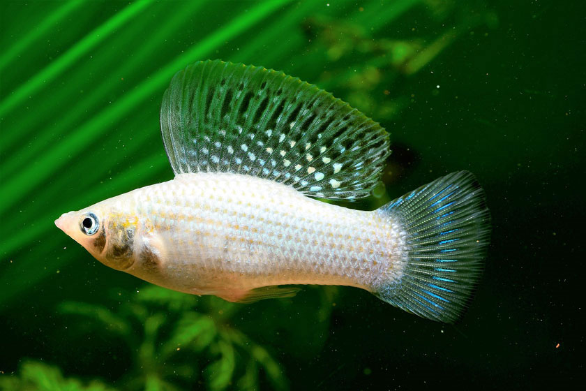 Poecilia Velifera - Velifera Balığı