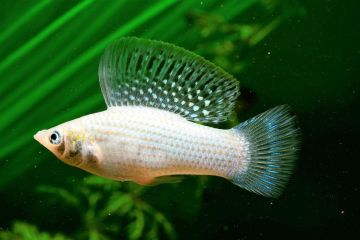 Poecilia Velifera - Velifera Balığı