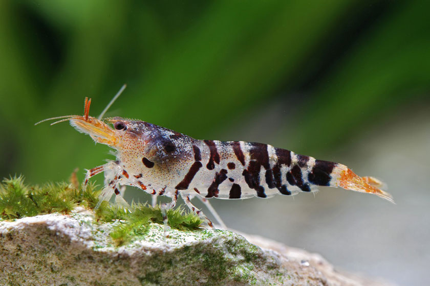Caridina sp. Tiger - Kaplan Karidesi
