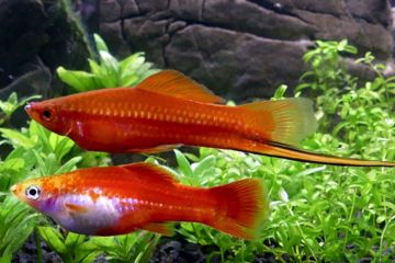 Xiphophorus Helleri - Kılıçkuyruk Balığı