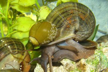 Pomacea Paludosa - Florida Elma Salyangozu