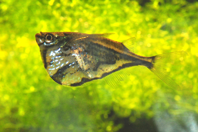 Carnegiella Strigata - Balta Balığı