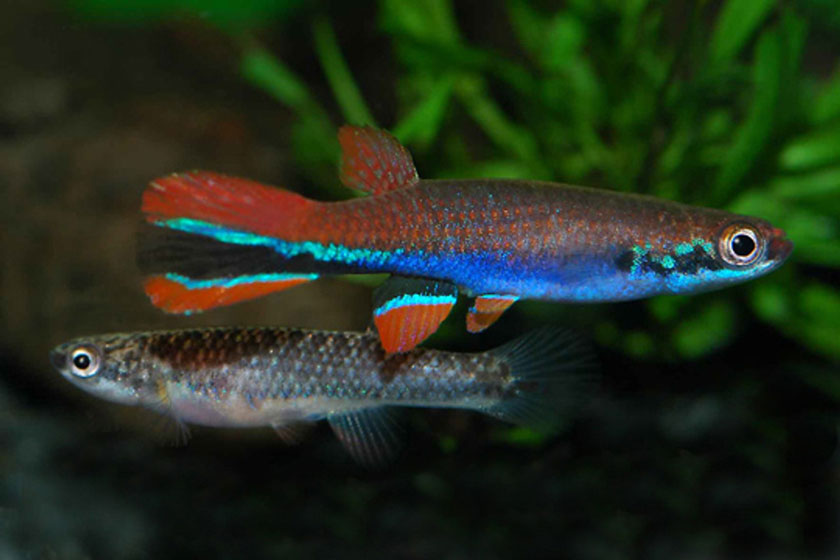 Rivulus Xiphidius Balığı