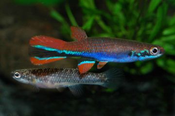 Rivulus Xiphidius Balığı