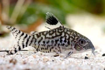 Corydoras Reticulatus Balığı