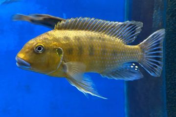 Pseudotropheus Williamsi Balığı