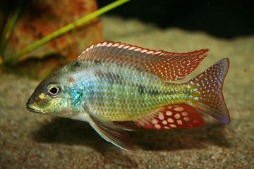 Lethrinops Lunaris Balığı