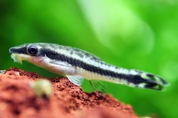 Otocinclus Affinis - Cüce Vatoz Balığı