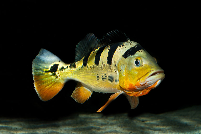 Cichla Monoculus Balığı