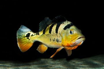 Cichla Monoculus Balığı