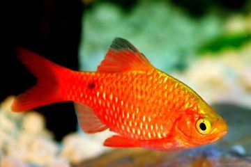 Pethia Conchonius - Gül Barbus Balığı