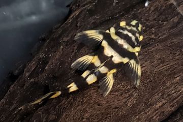 L168 - Dekeyseria Brachyura Balığı
