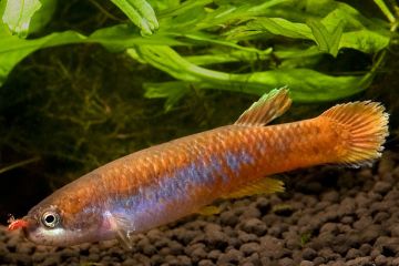 Rivulus Agilae Balığı