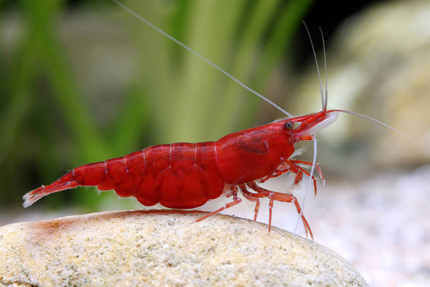 Neocaridina Davidi - Kiraz Karidesi
