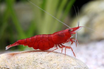 Neocaridina Davidi - Kiraz Karidesi