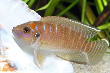 Neolamprologus Brevis - Salyangoz Cichlidi