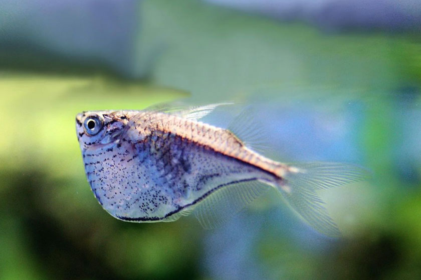 Carnegiella Marthae Balığı