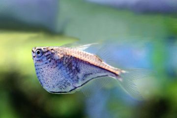 Carnegiella Marthae Balığı