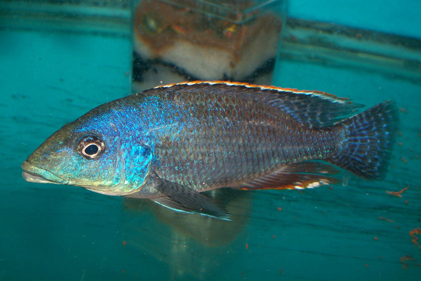 Caprichromis liemi Balığı