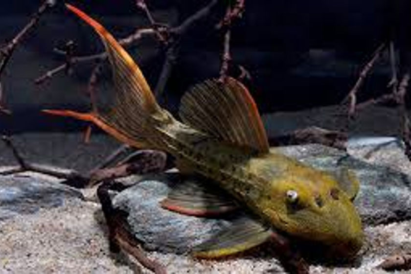 L024 - Pseudacanthicus sp. Red Fin Cactus Balığı
