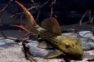 L024 - Pseudacanthicus sp. Red Fin Cactus Balığı