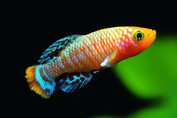 Nothobranchius Rachovii Balığı