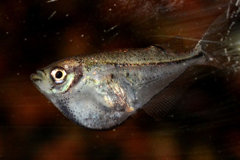 Carnegiella Schereri - Cüce Balta Balığı