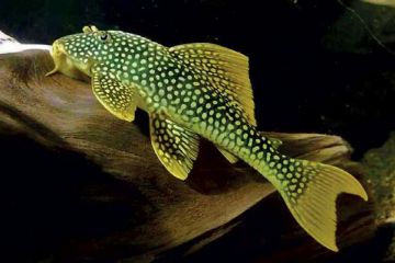L014 - Scobinancistrus Aureatus Balığı