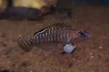 Lamprologus Signatus Balığı