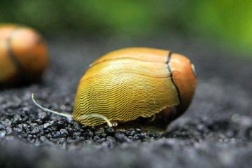 Neritina Reclivata - Zeytin Nerite Salyangoz