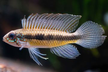 Apistogramma İniridae Balığı