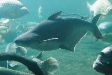 Pangasius Hypophthalmus - Yanardöner Köpekbalığı