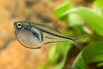 Carnegiella Myersi - Pigme Balta Balığı