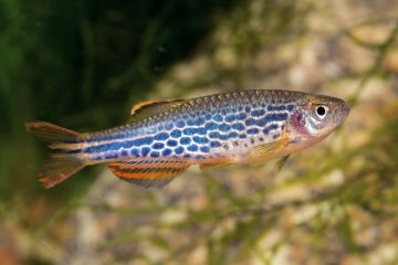 Brachydanio Frankei - Leopar Danio Balığı