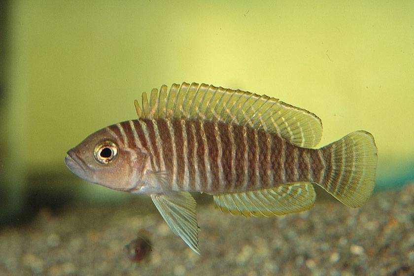 Neolamprologus Similis Balığı