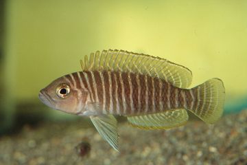 Neolamprologus Similis Balığı