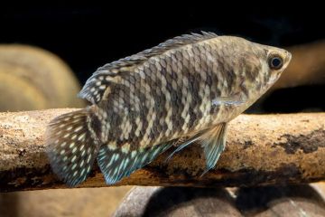 Microctenopoma Fasciolatum Balığı
