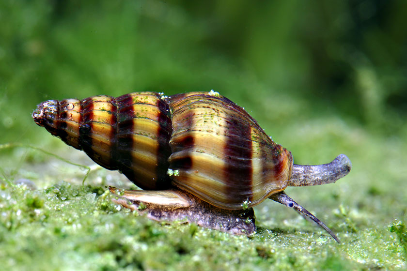Anentome Helena - Katil Salyangoz