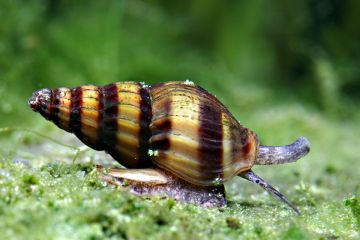 Anentome Helena - Katil Salyangoz