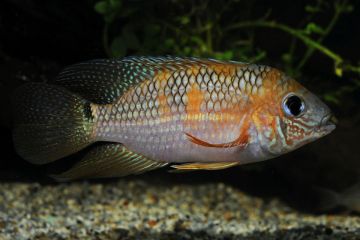 Aequidens Metae - Yellow Acara Balığı